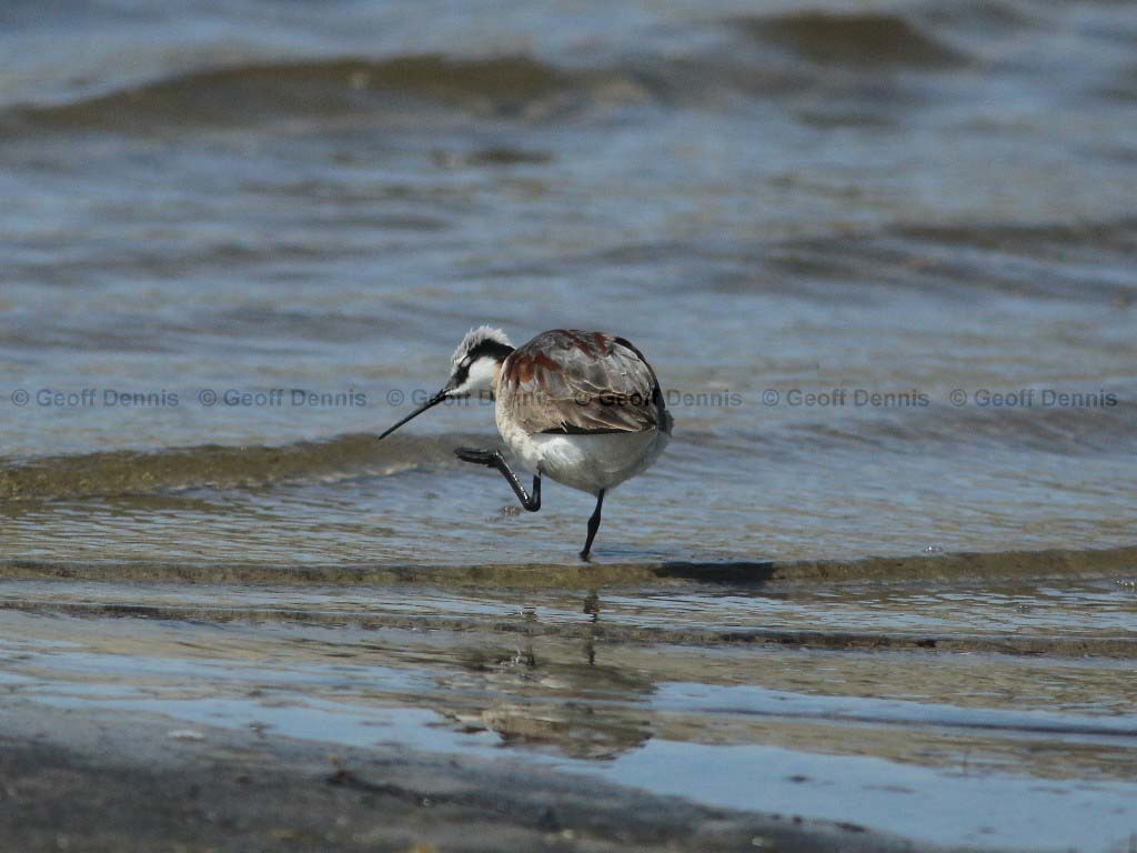 WIPH-AP_Wilsons-Phalarope