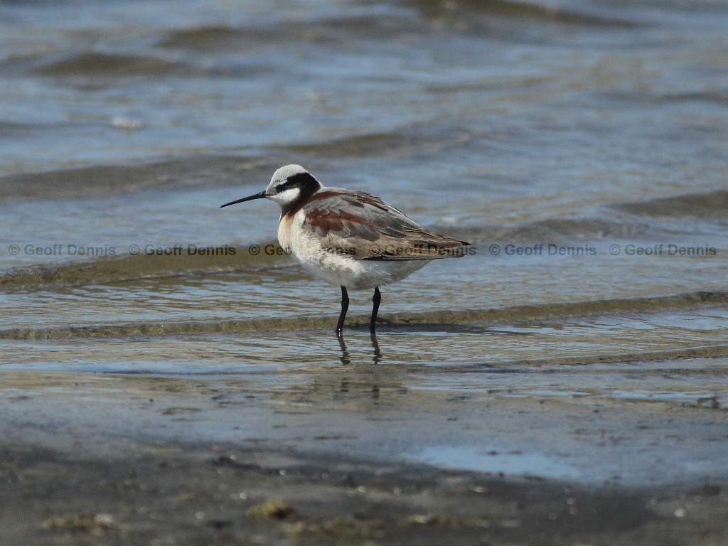 WIPH-AQ_Wilsons-Phalarope