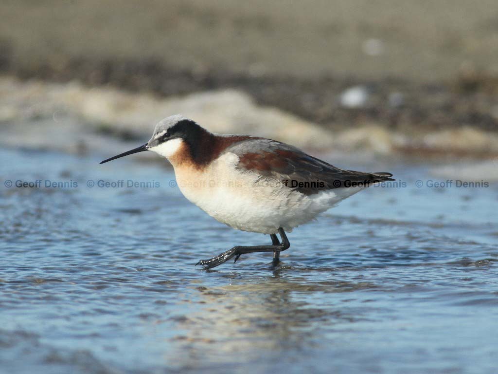 WIPH-AR_Wilsons-Phalarope