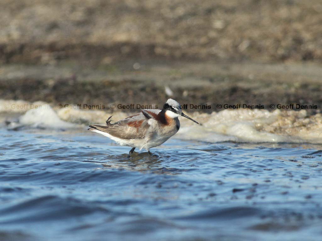 WIPH-AS_Wilsons-Phalarope