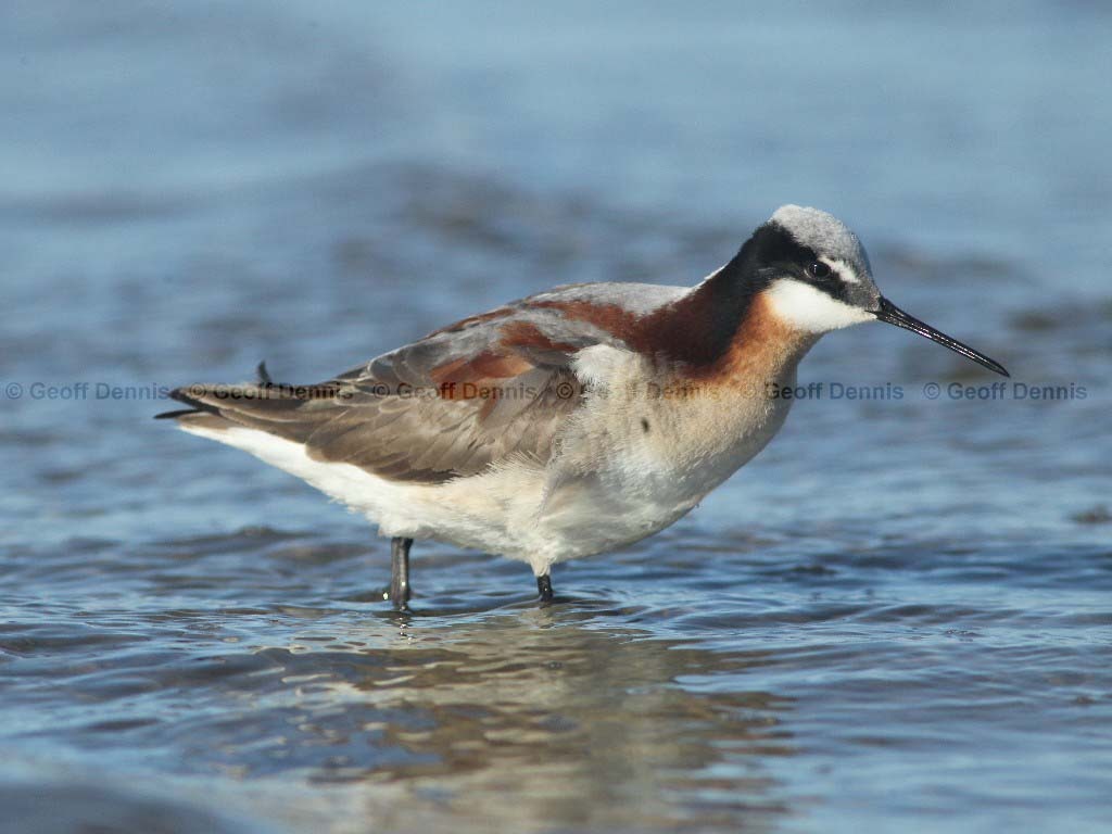 WIPH-AT_Wilsons-Phalarope