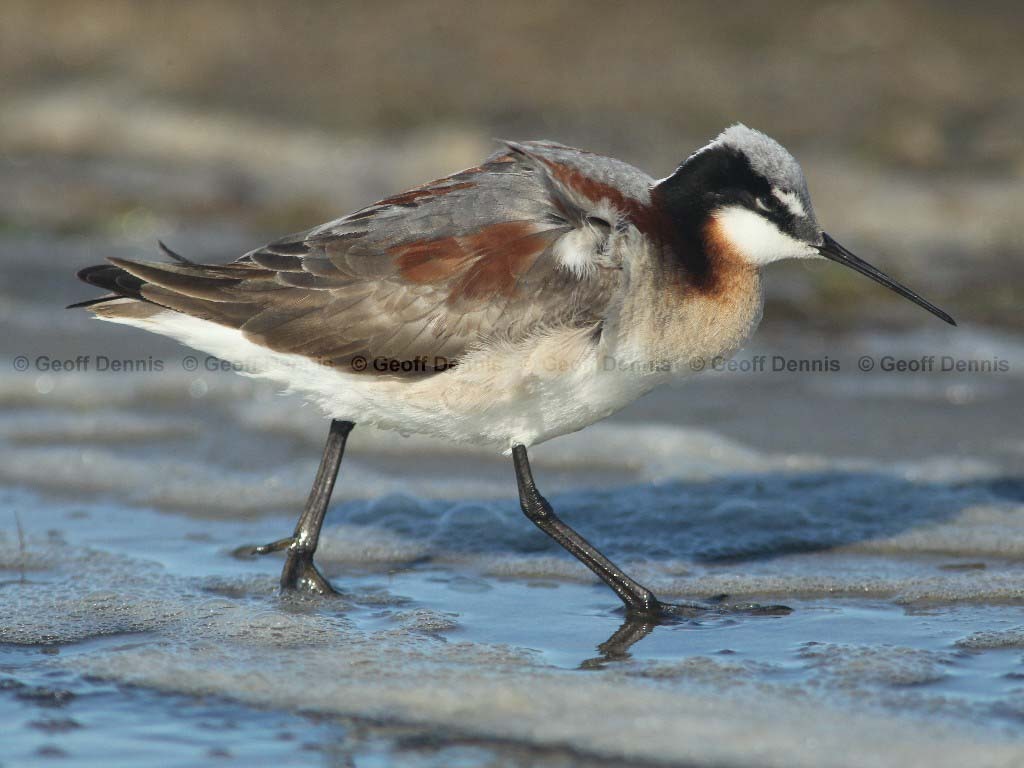 WIPH-AU_Wilsons-Phalarope