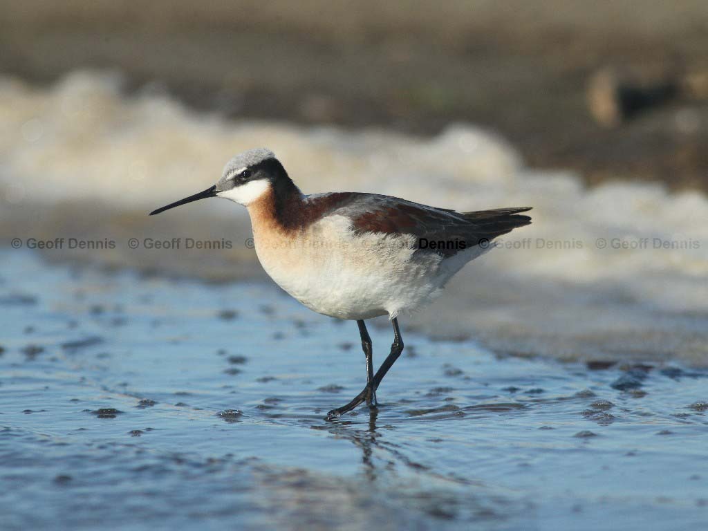 WIPH-AV_Wilsons-Phalarope