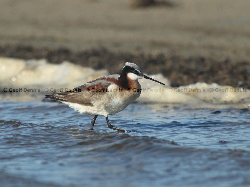 WIPH-AW_Wilsons-Phalarope