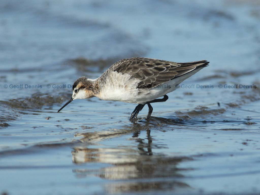WIPH-AX_Wilsons-Phalarope