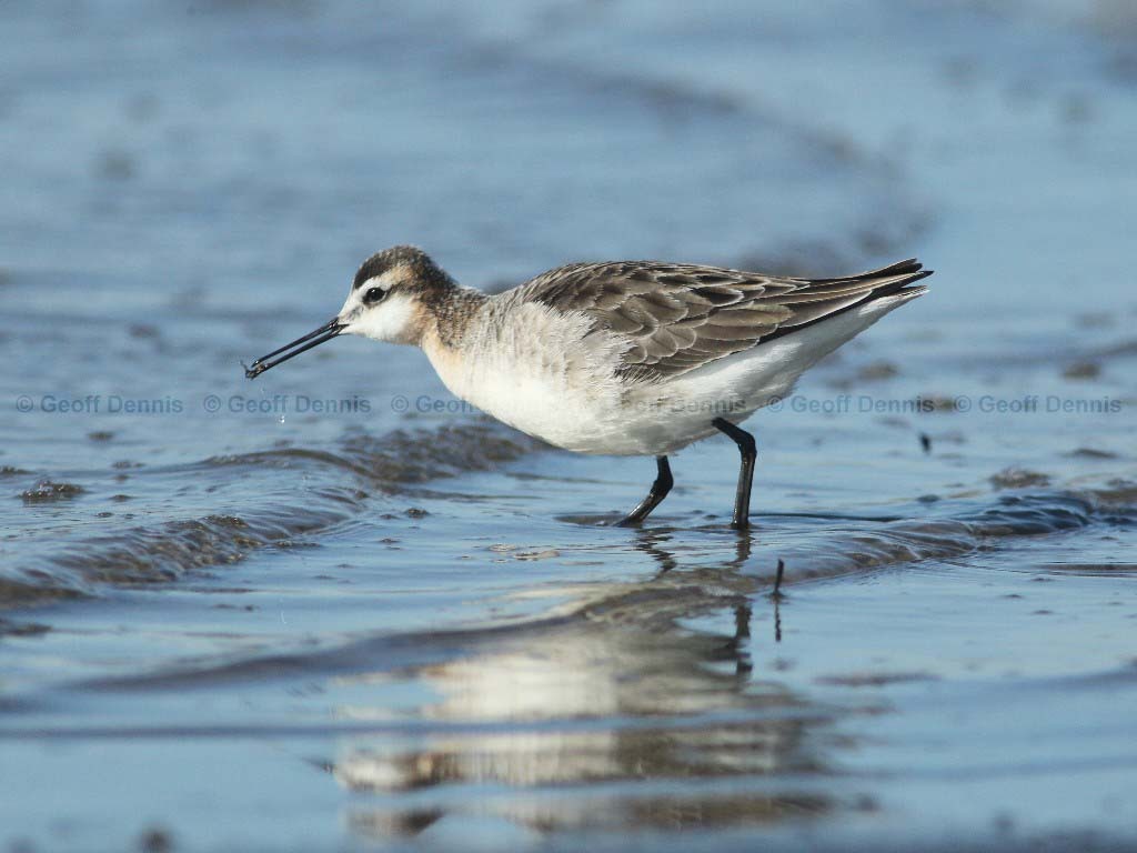 WIPH-AY_Wilsons-Phalarope