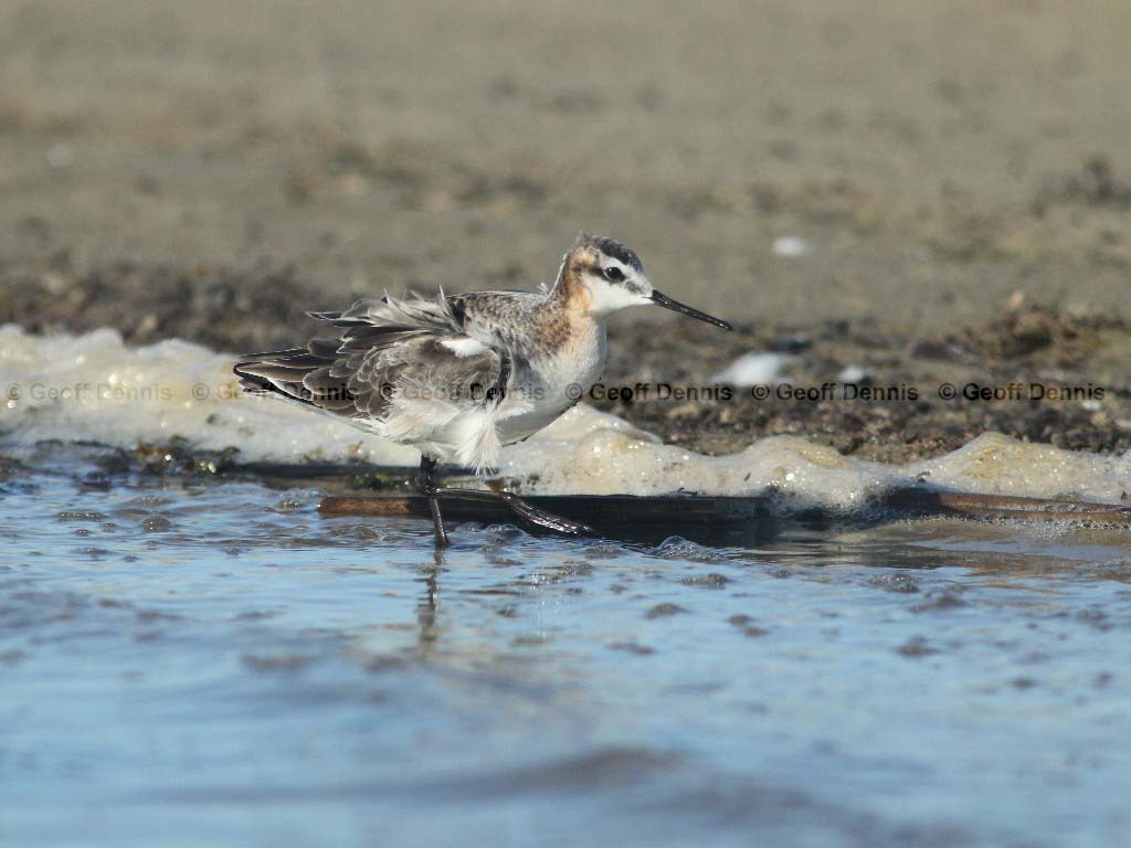 WIPH-AZ_Wilsons-Phalarope