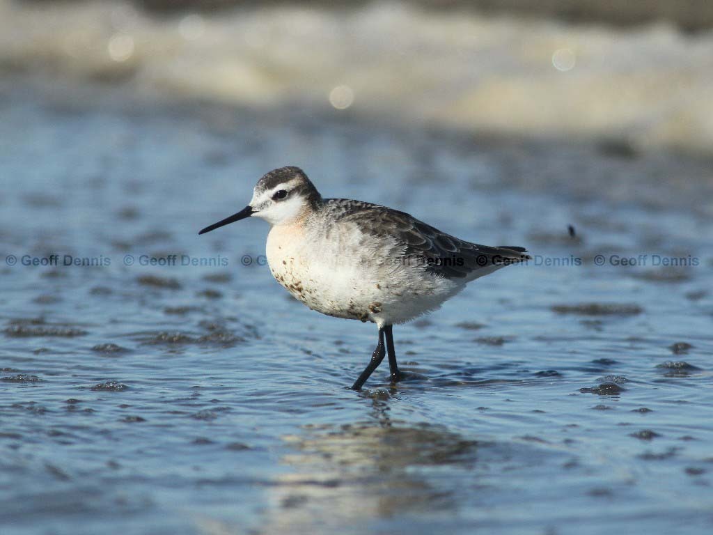 WIPH-BA_Wilsons-Phalarope