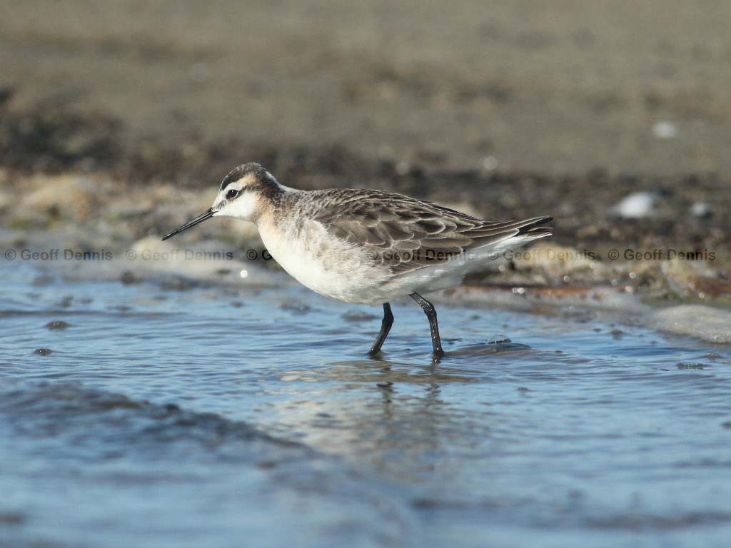 WIPH-BB_Wilsons-Phalarope