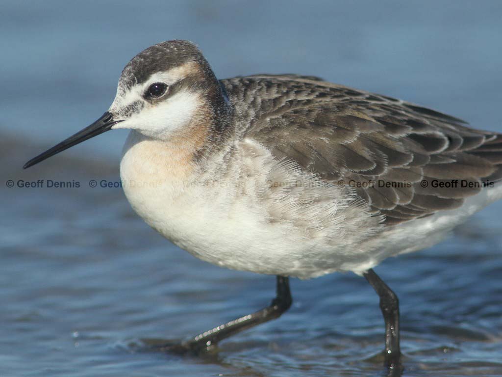 WIPH-BC_Wilsons-Phalarope