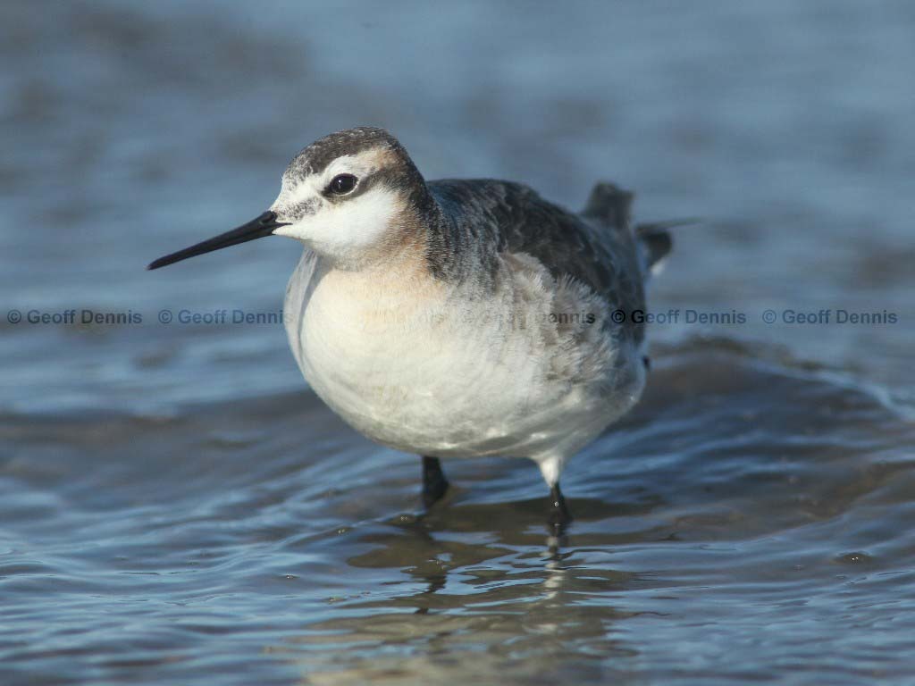 WIPH-BD_Wilsons-Phalarope