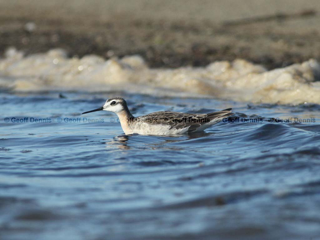 WIPH-BE_Wilsons-Phalarope