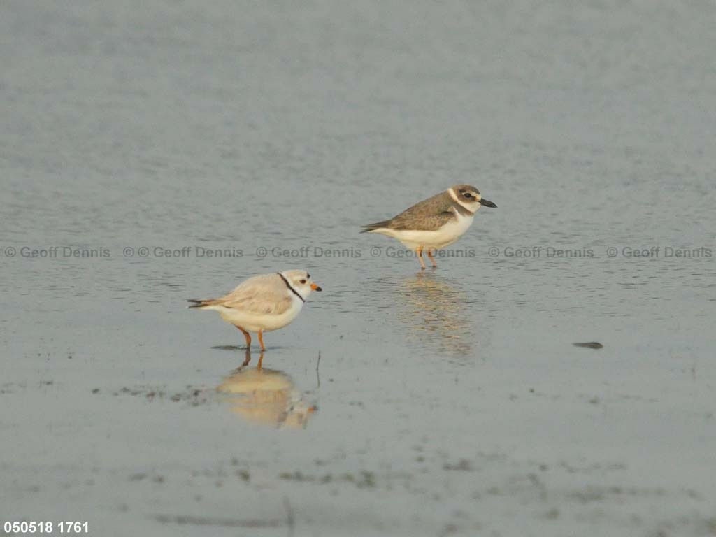 WIPL-AA_Wilsons-Plover