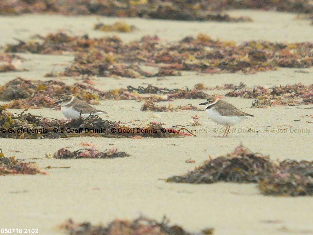 WIPL-AB_Wilsons-Plover
