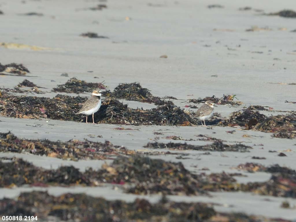 WIPL-AC_Wilsons-Plover