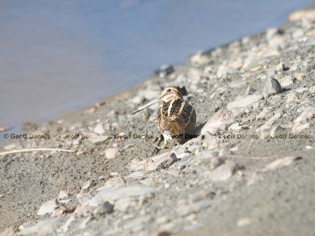 WISN_AA_Wilsons-Snipe