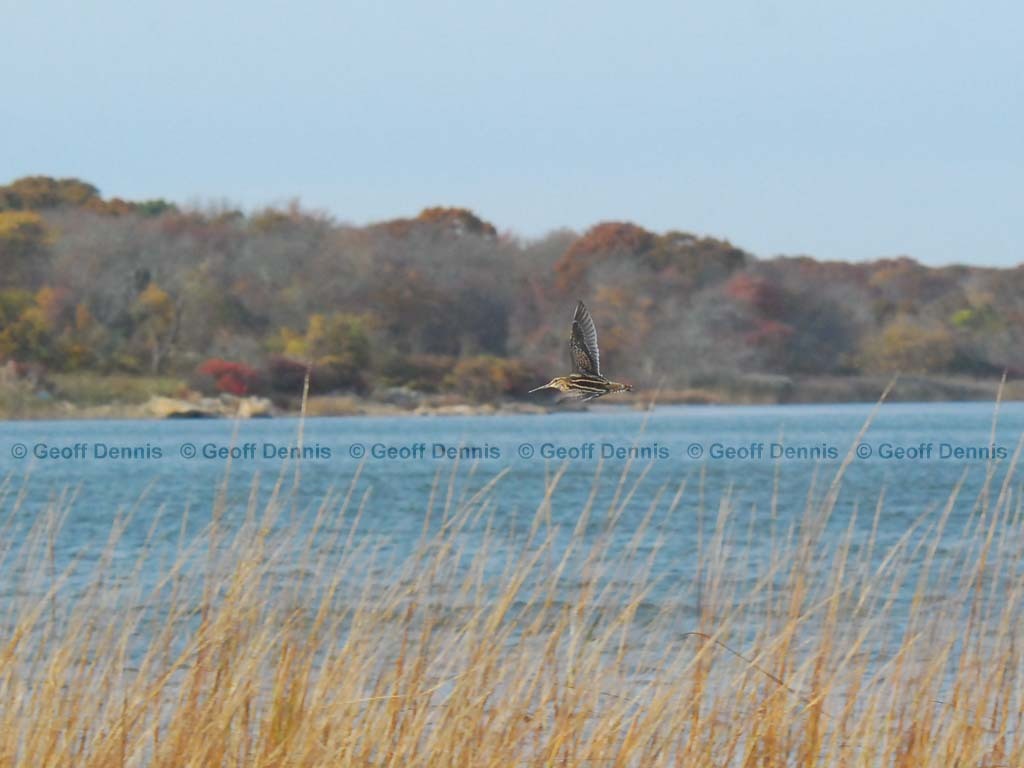 WISN_AB_Wilsons-Snipe