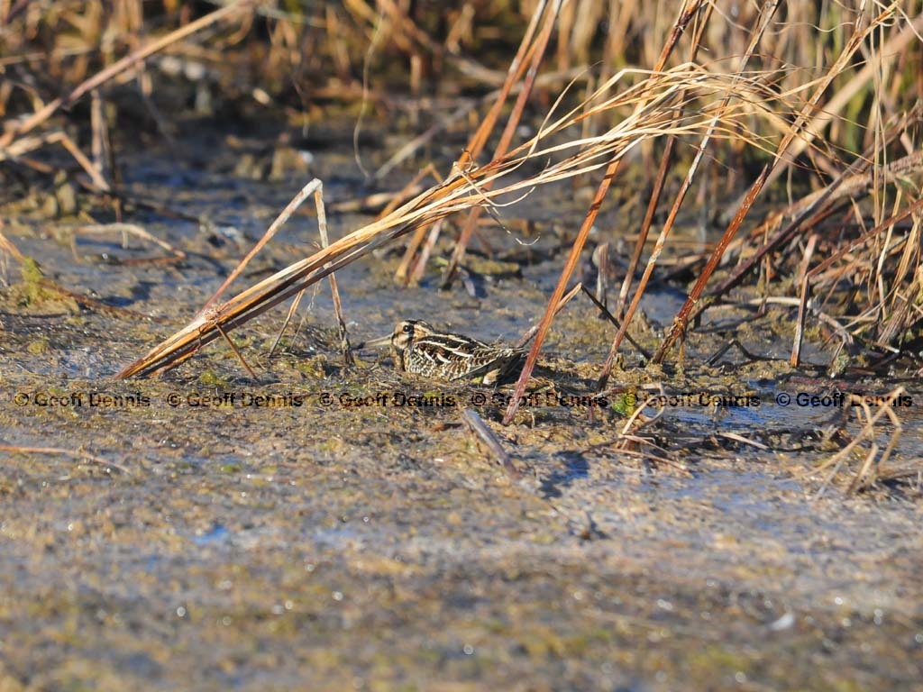 WISN_AC_Wilsons-Snipe