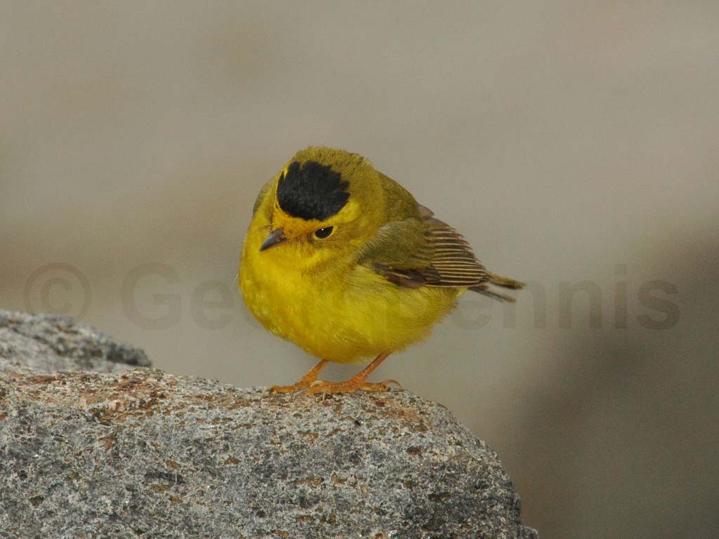 WIWA-AA_Wilsons-Warbler