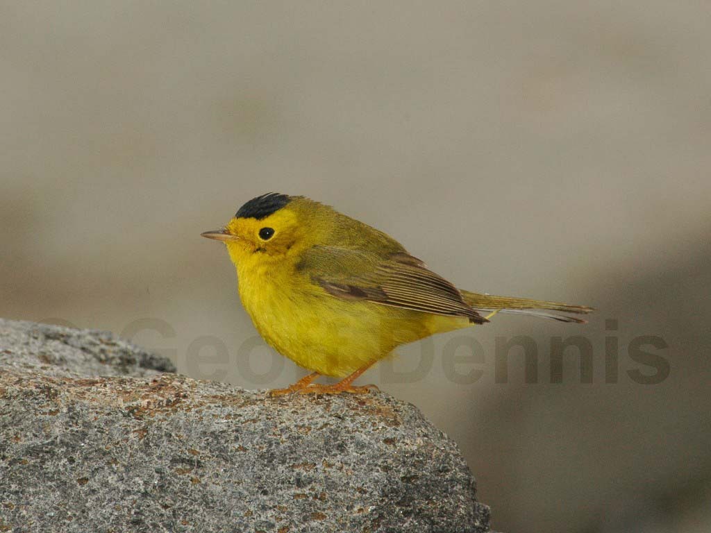 WIWA-AB_Wilsons-Warbler