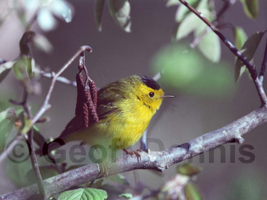WIWA-AC_Wilsons-Warbler