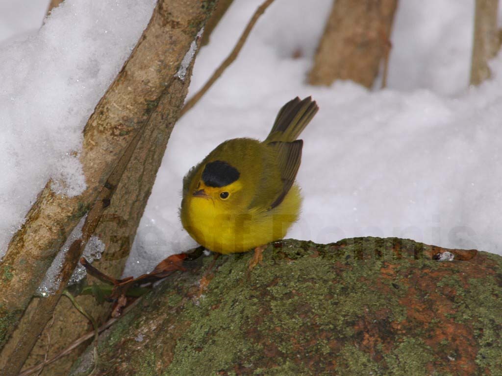 WIWA-AD_Wilsons-Warbler