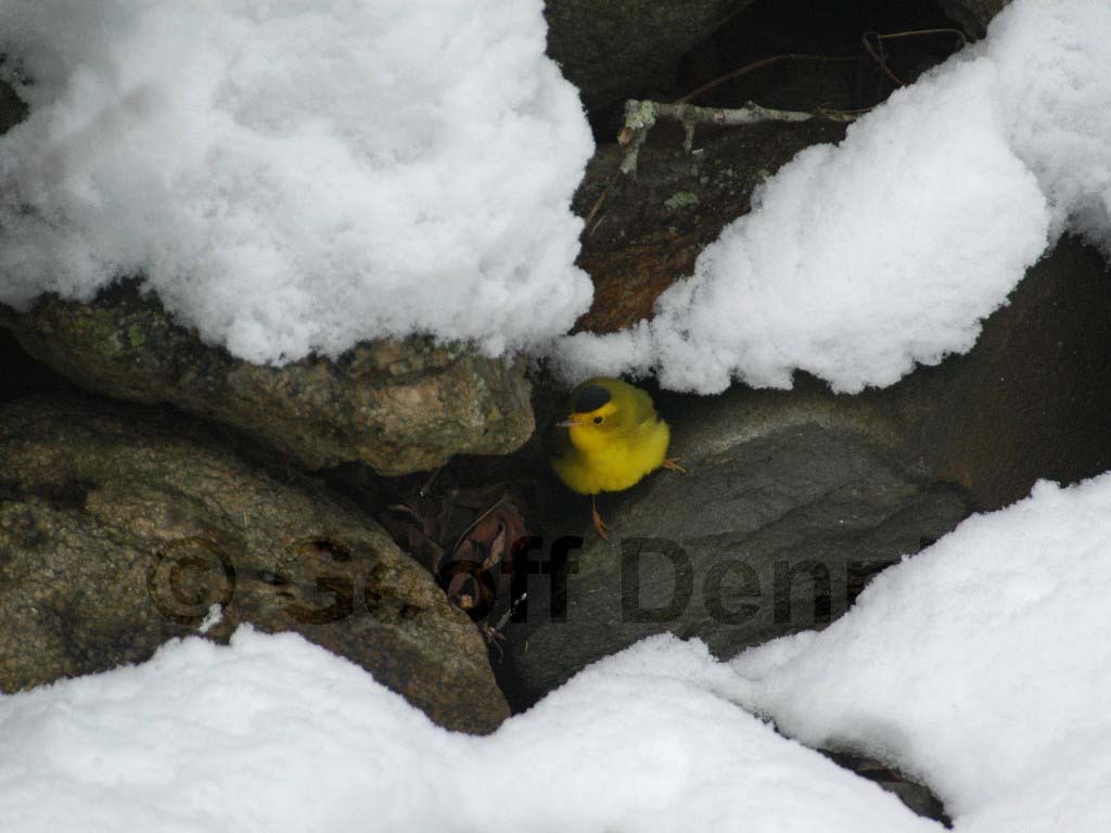 WIWA-AE_Wilsons-Warbler
