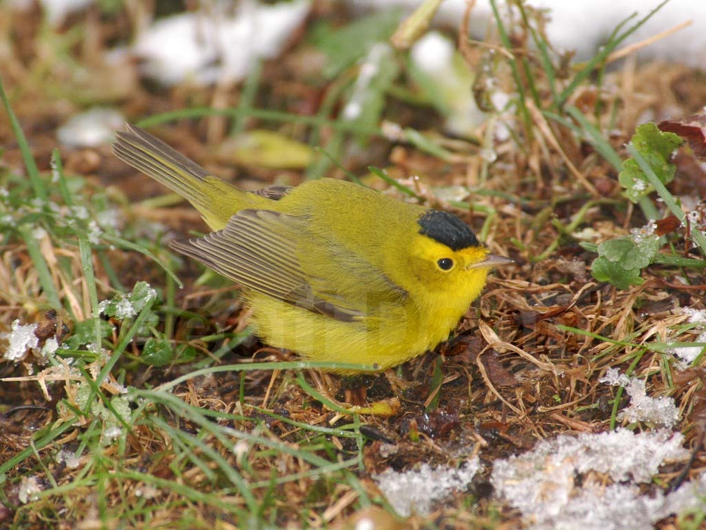 WIWA-AF_Wilsons-Warbler