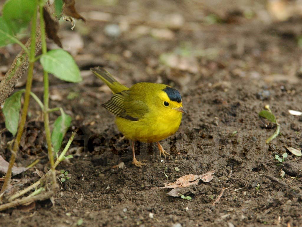 WIWA-AG_Wilsons-Warbler