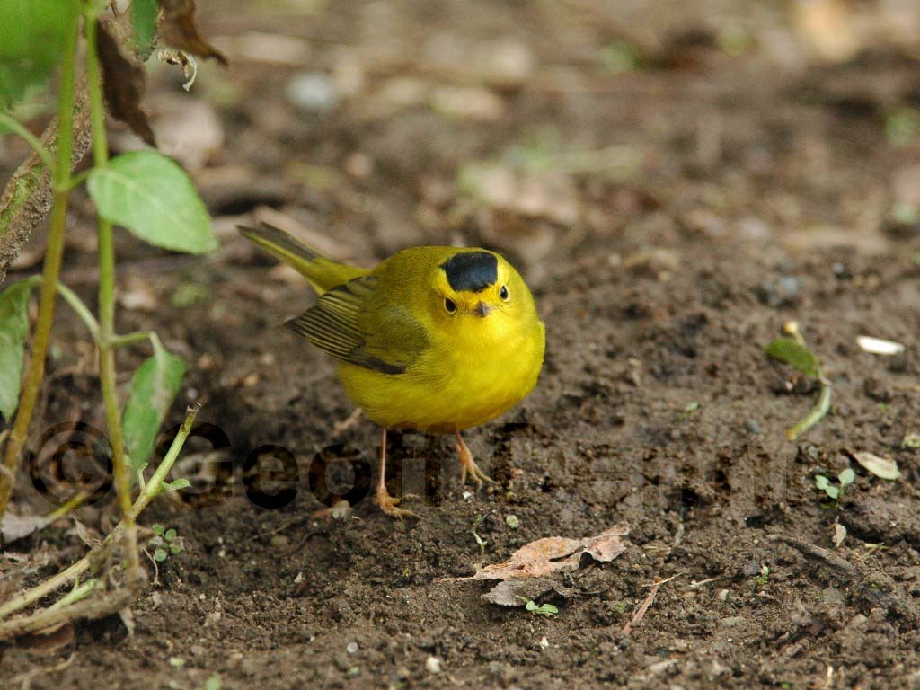 WIWA-AH_Wilsons-Warbler