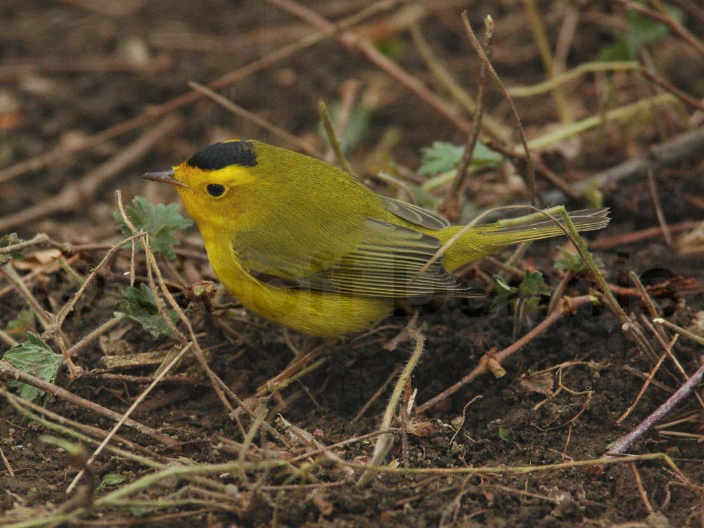 WIWA-AI_Wilsons-Warbler