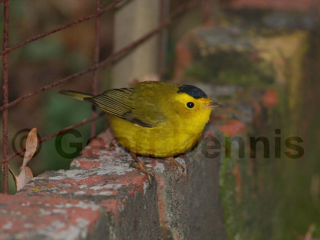 WIWA-AJ_Wilsons-Warbler
