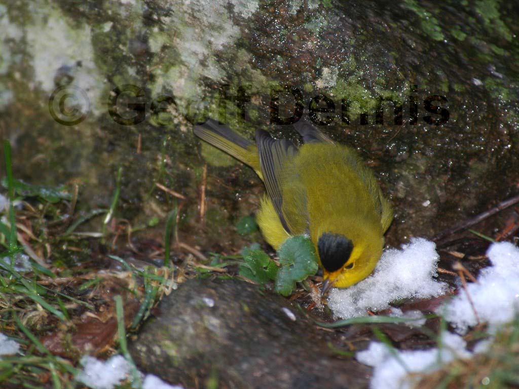 WIWA-AK_Wilsons-Warbler