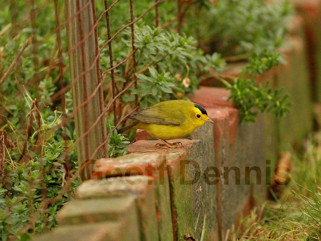 WIWA-AL_Wilsons-Warbler