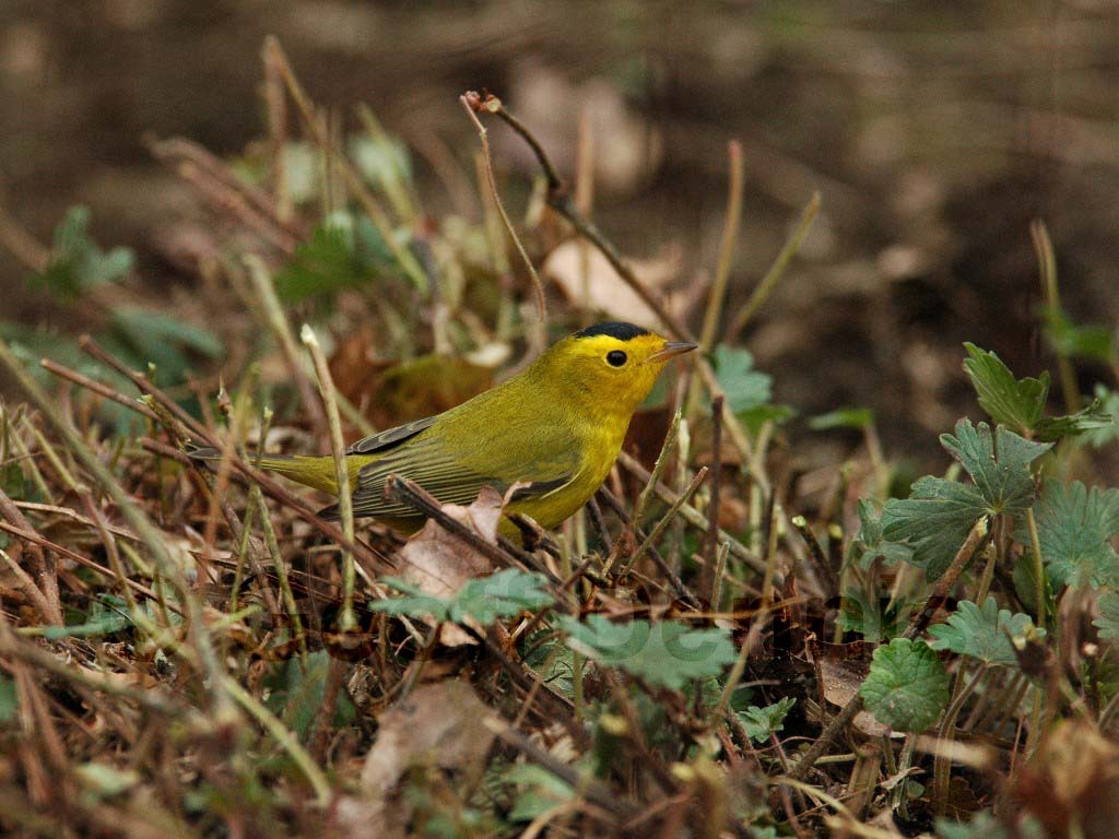 WIWA-AM_Wilsons-Warbler