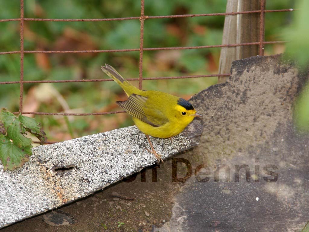 WIWA-AN_Wilsons-Warbler