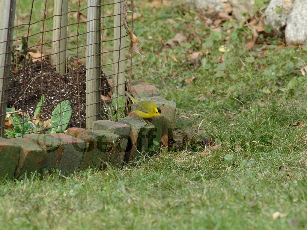 WIWA-AO_Wilsons-Warbler