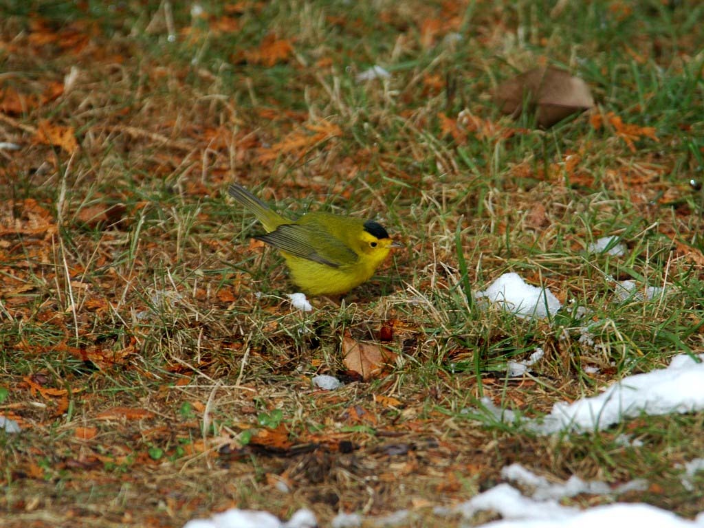 WIWA-AP_Wilsons-Warbler