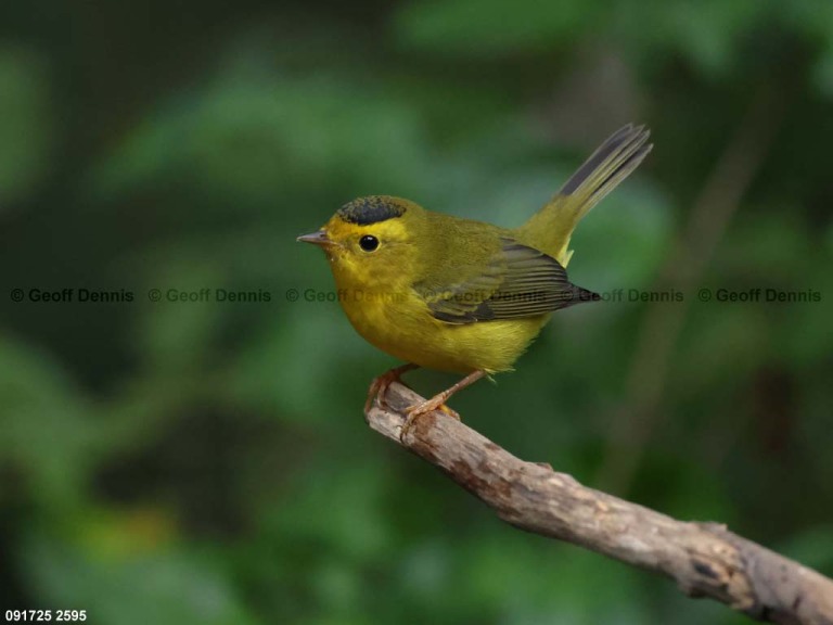 WIWA-AQ_Wilsons-Warbler