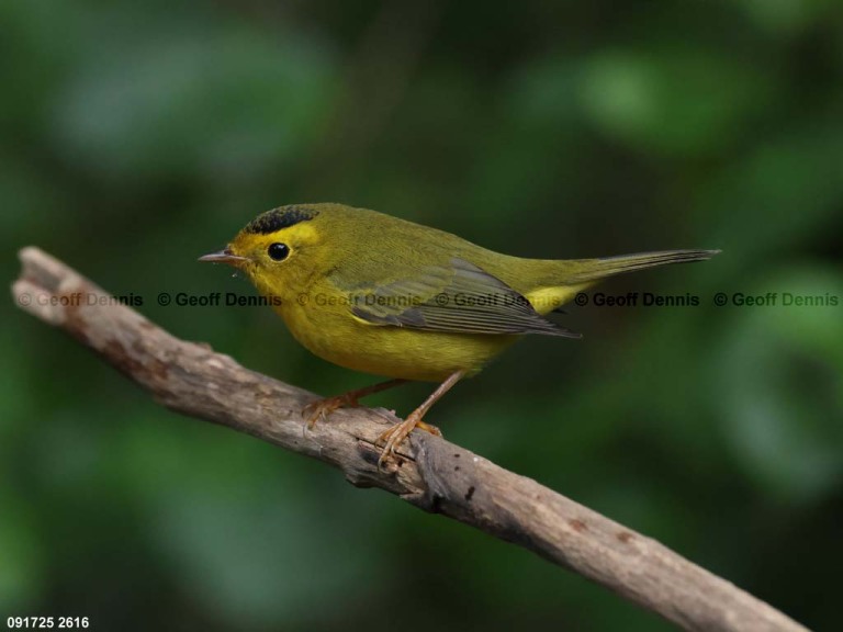 WIWA-AR_Wilsons-Warbler