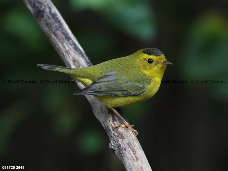 WIWA-AS_Wilsons-Warbler