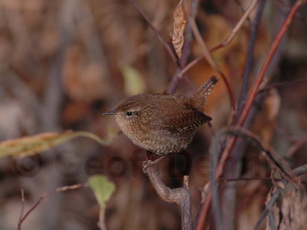 WIWR-AA_Winter-Wren