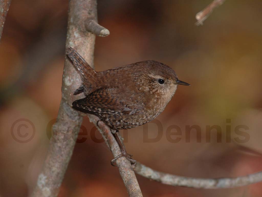 WIWR-AB_Winter-Wren