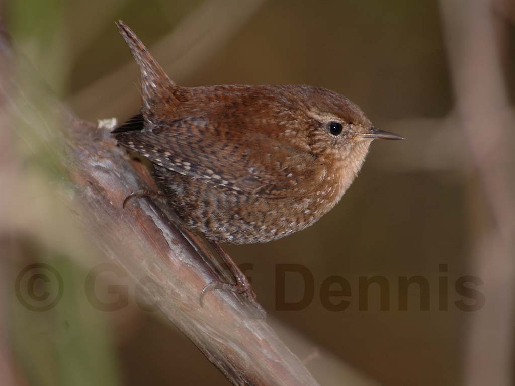 WIWR-AC_Winter-Wren