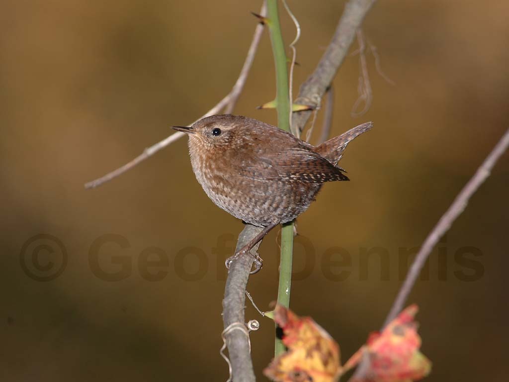 WIWR-AD_Winter-Wren