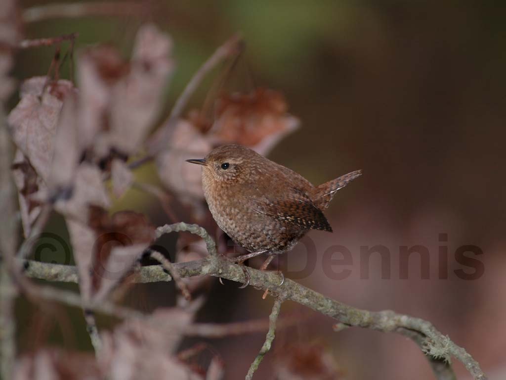 WIWR-AE_Winter-Wren