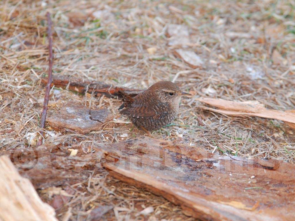 WIWR-AF_Winter-Wren