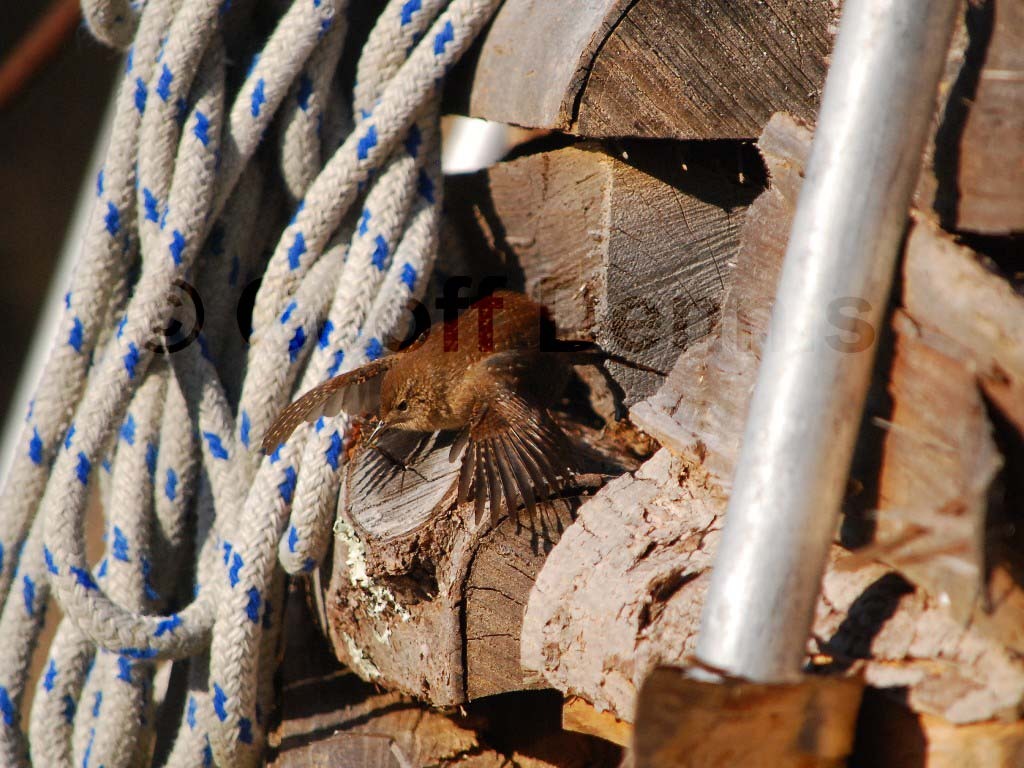 WIWR-AG_Winter-Wren