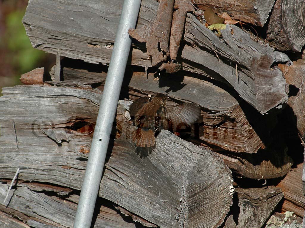 WIWR-AH_Winter-Wren