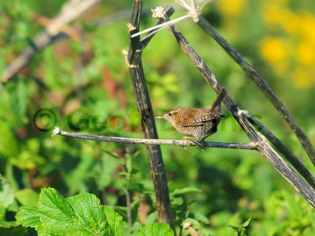 WIWR-AJ_Winter-Wren